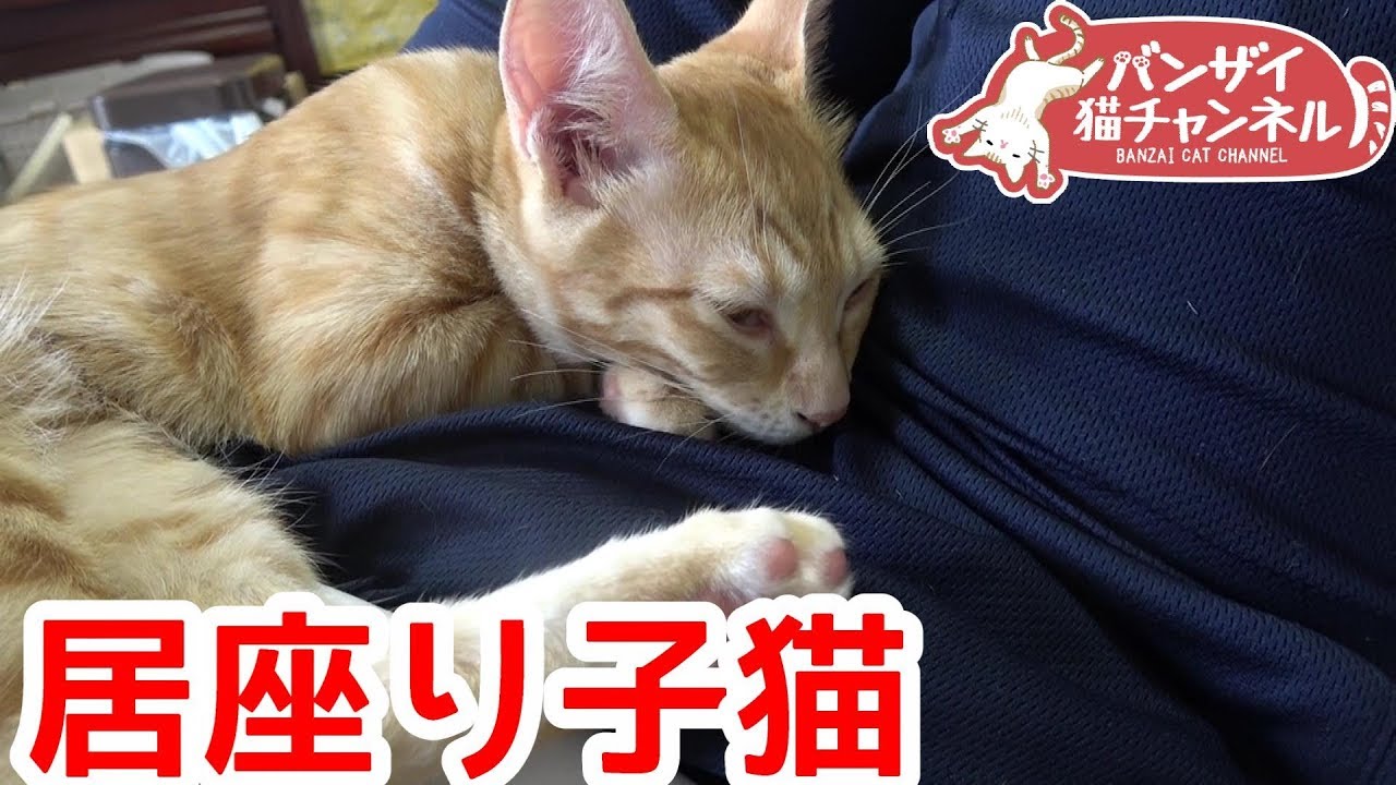 ひざに居座り絶対に下りない子猫。