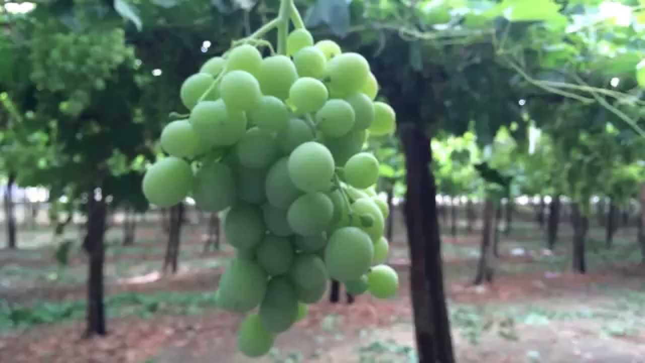 م. أحمد مدين: تسميد العنب - اسبريو مغطى