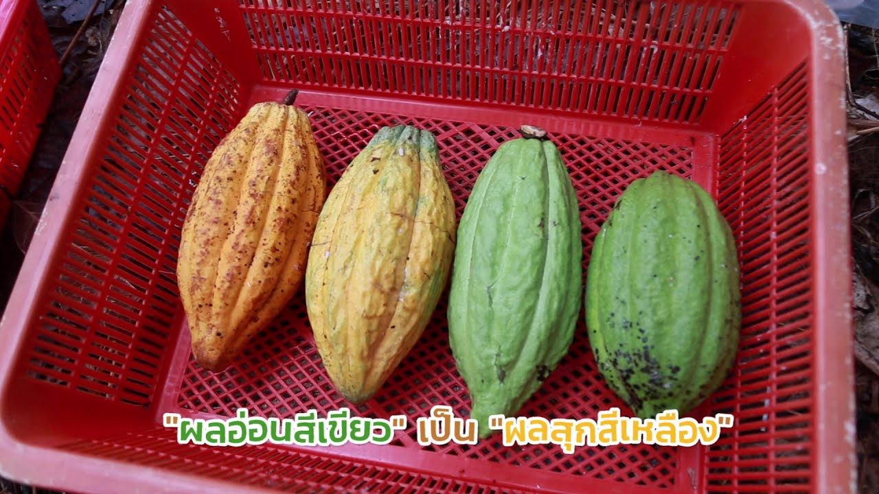 โกโก้ ตอนที่ 3: เลือกพันธุ์ดี ปลูกพันธุ์เหมาะ มีกำไร