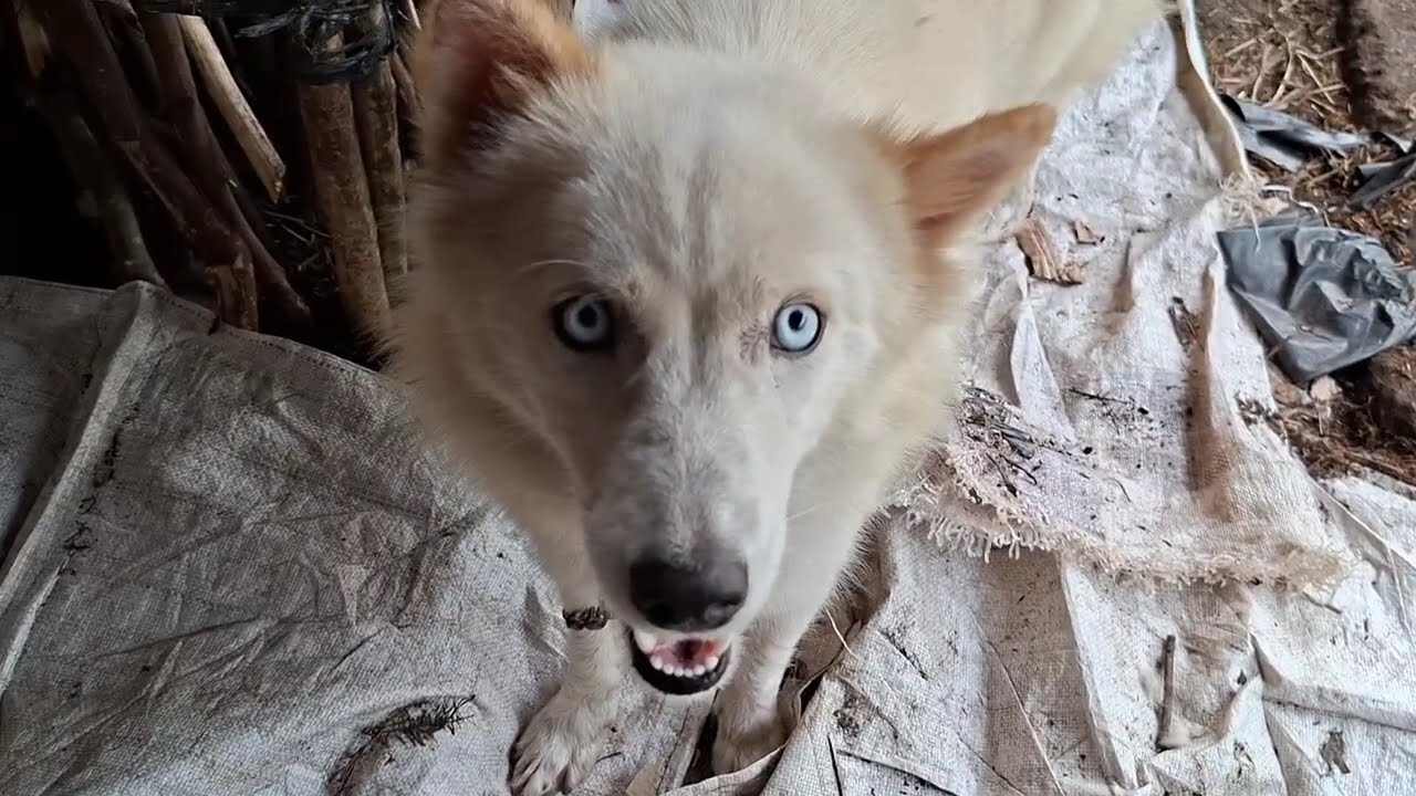 LAGU ROHANI TERBARU MEMBUAT HATI TENANG SEPANJANG HARI