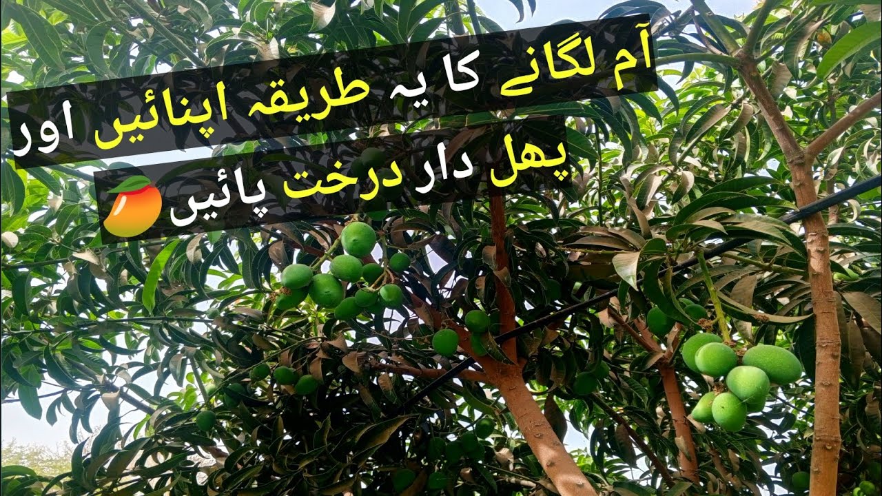 Aam lagane ka Sahi tariqa ✅ || Aam Kitne Saal me tiari hota hai 🌳|| Mango farming in Pakistan