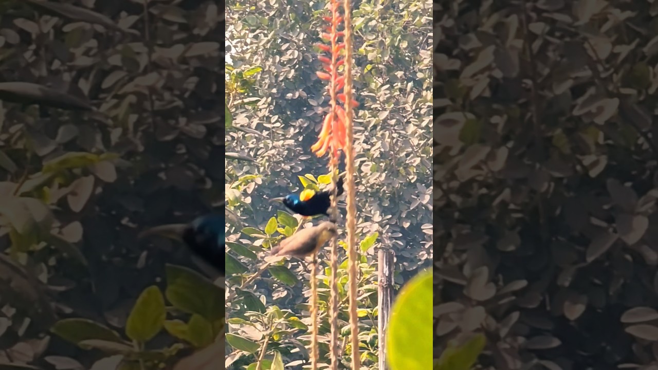 #birds