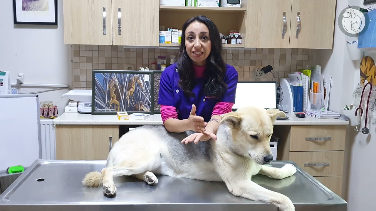 Kedi ve köpeklerde pire ve kene sorunu, Köpeğimi kenelerden nasıl koruyabilirim ?