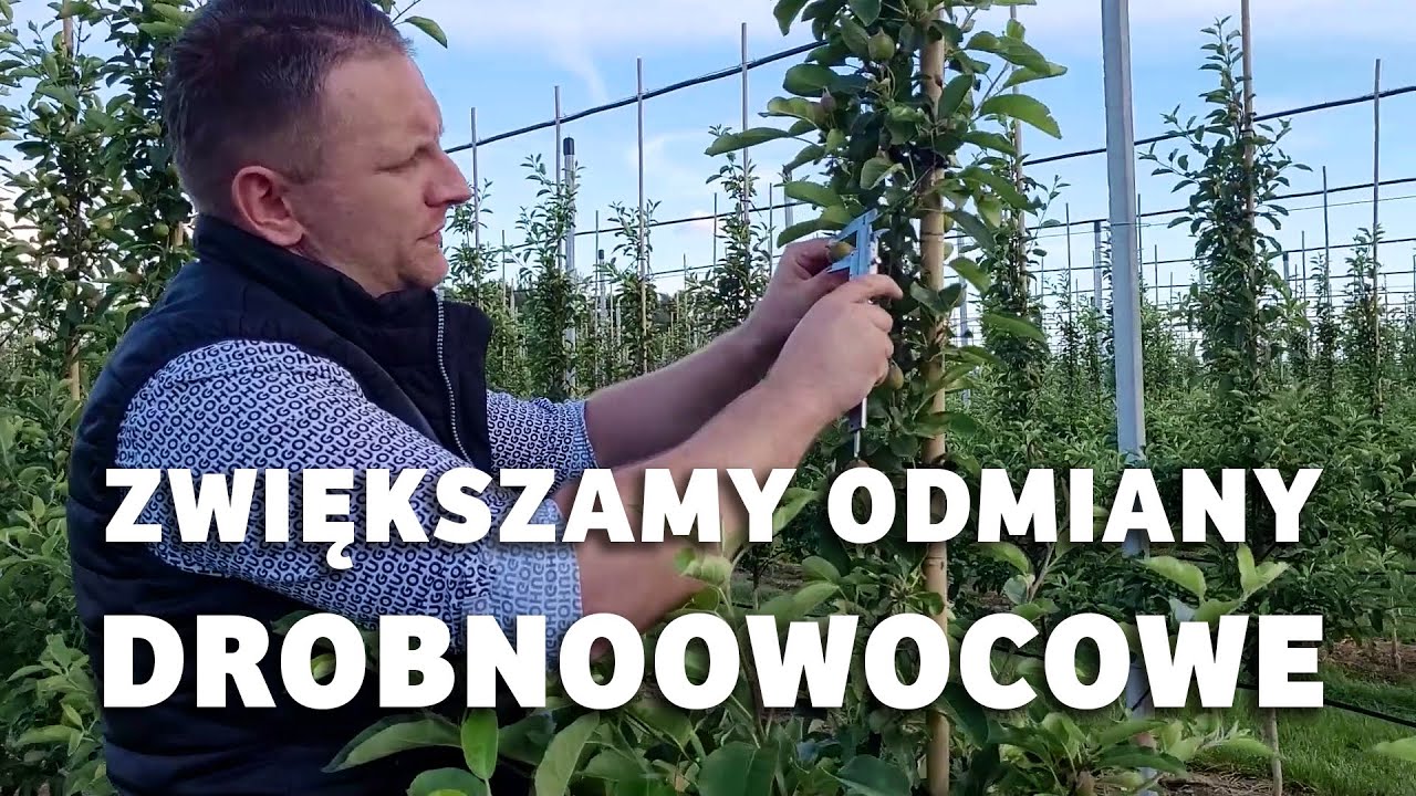 Zwiększamy odmiany drobnoowocowe - Dariusz Ziarko