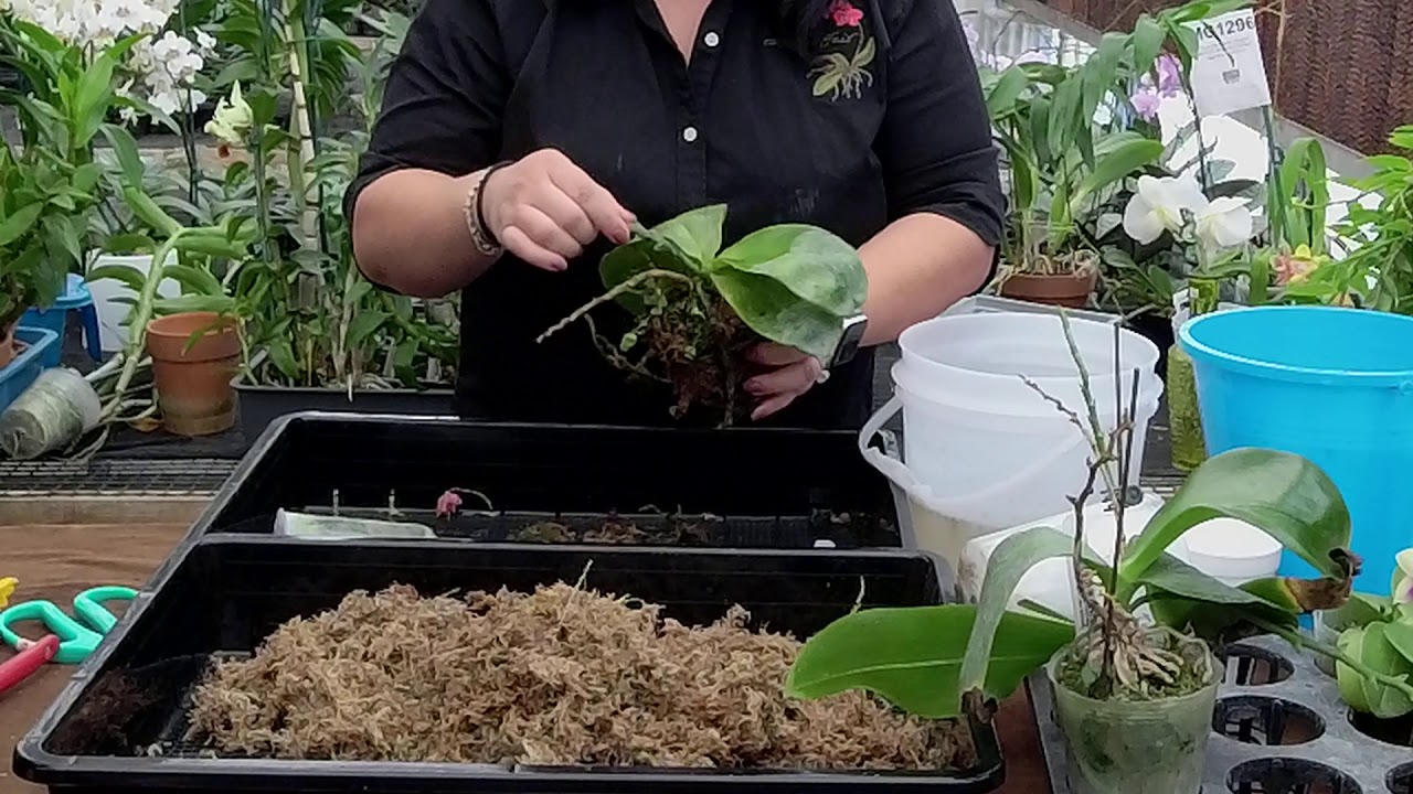 Norman Fang Live! Episode 27 Focus on Dendrobium for Fall/Winter Culture