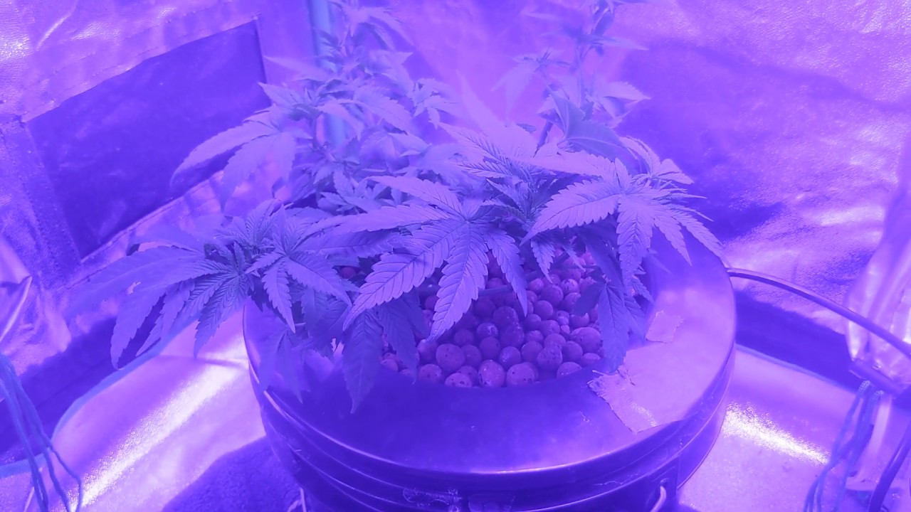 Super cropped and lollipoped ! Week 4 of indoor grow