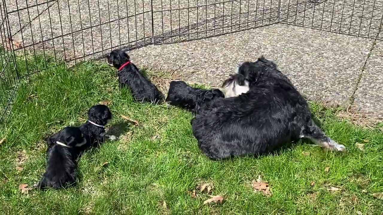 Anna's schnoodle puppies outside for the first time - April 6, 2020