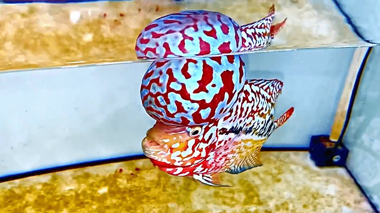 TOP 10 Super VIP King Kamfa Flowerhorn | Rare Flowerhorn Fish