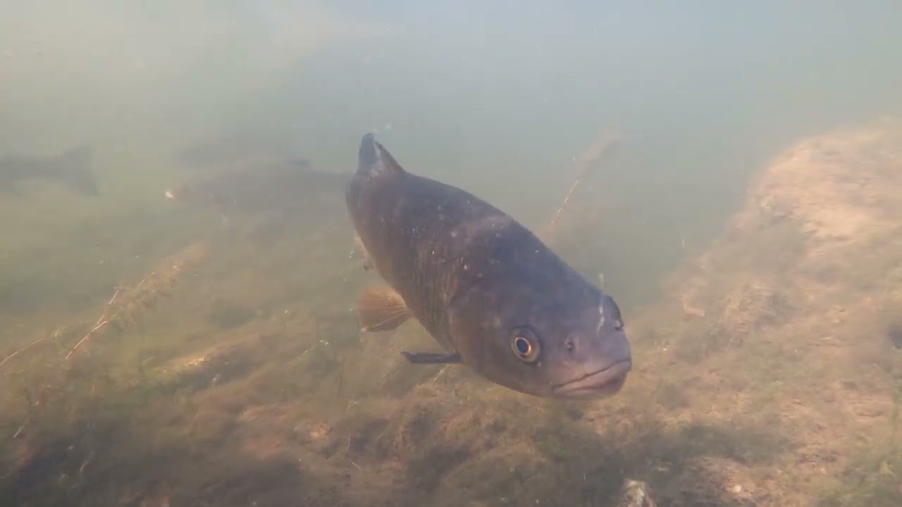 Huge Chub Underwater