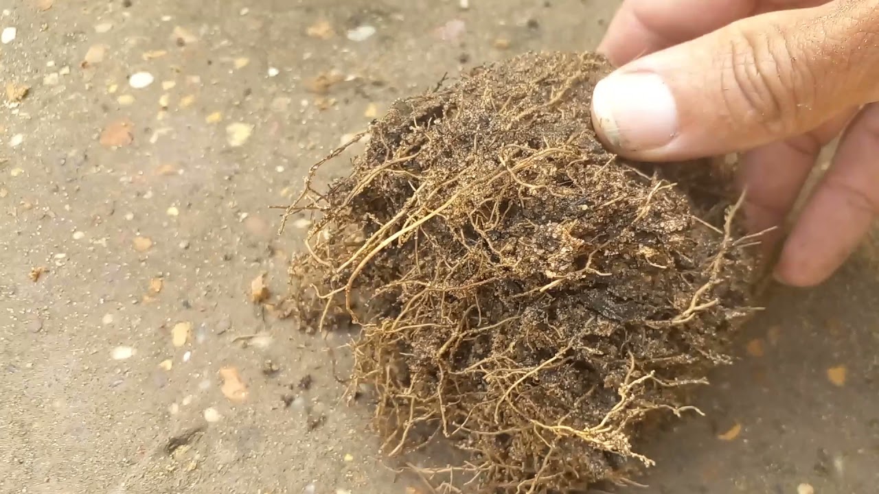 troca de substrato da planta azulzinha❤😍🌷🌿