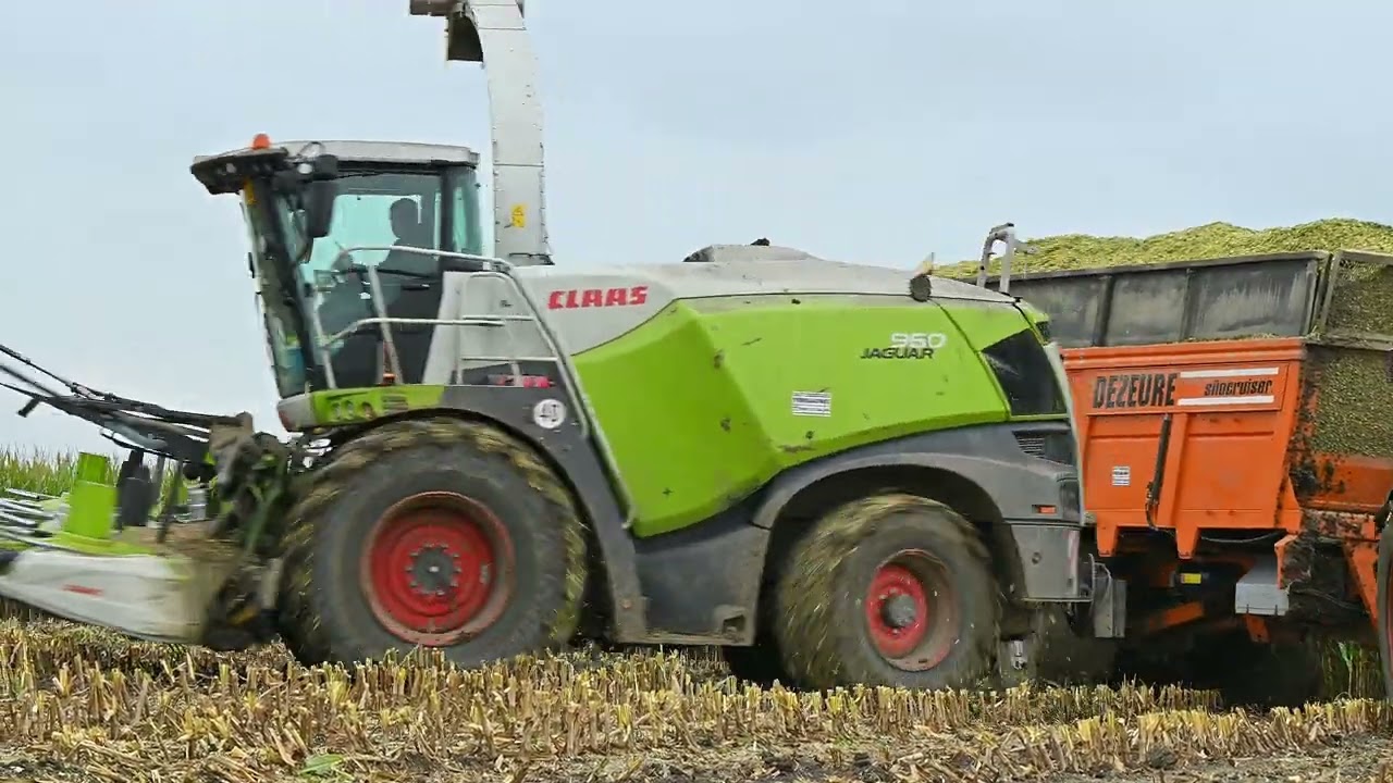 Vergauwe K&P mais hakselen met hun Claas Jaguar 960.