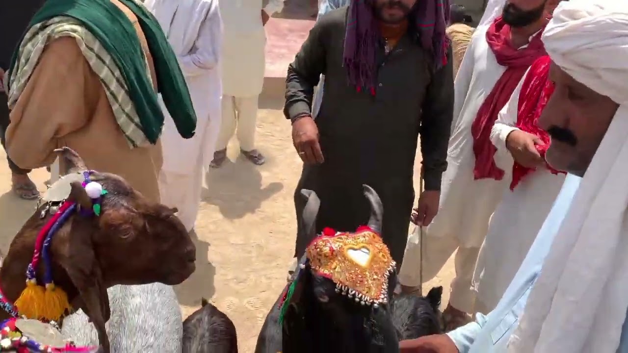 ناچی بکریوں کا میلہ شو