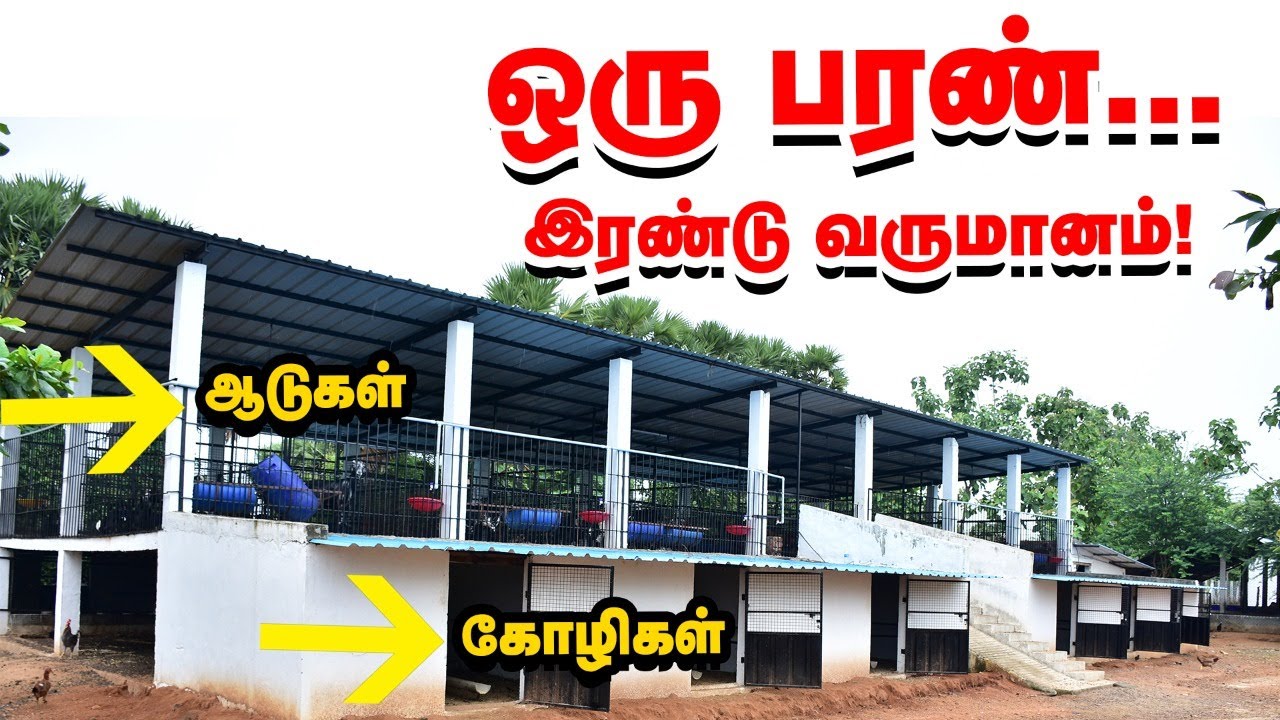 மேலே ஆடு, கீழே கோழி - அருமையான பரண் அமைப்பு!
