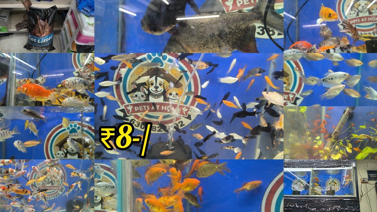 Sunday special offer on fishes | good quality | mogulpura | Hyderabad. Pet's At Home 