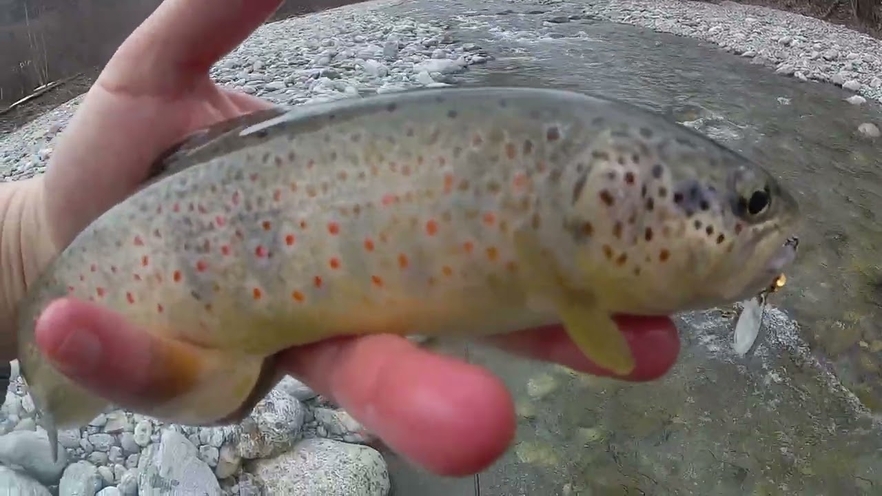 P&ecirc;che de la truite &agrave; l'ultra l&eacute;ger en torrent avril 23 -Hautes Alpes