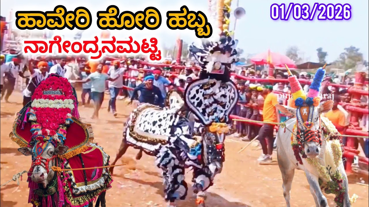 ಹಾವೇರಿ ನಾಗೇಂದ್ರನಮಟ್ಟಿ ಹೋರಿ ಹಬ್ಬ ‼️||𝗛𝗮𝘃𝗲𝗿𝗶 𝗛𝗼𝗿𝗶 𝗛𝗮𝗯𝗯𝗮 ||𝗕𝘂𝗹𝗹𝘀 𝗥𝗮𝗰𝗲||𝗛𝗼𝗿𝗶 𝗛𝗮𝗯𝗯𝗮#horihabba #haveri 