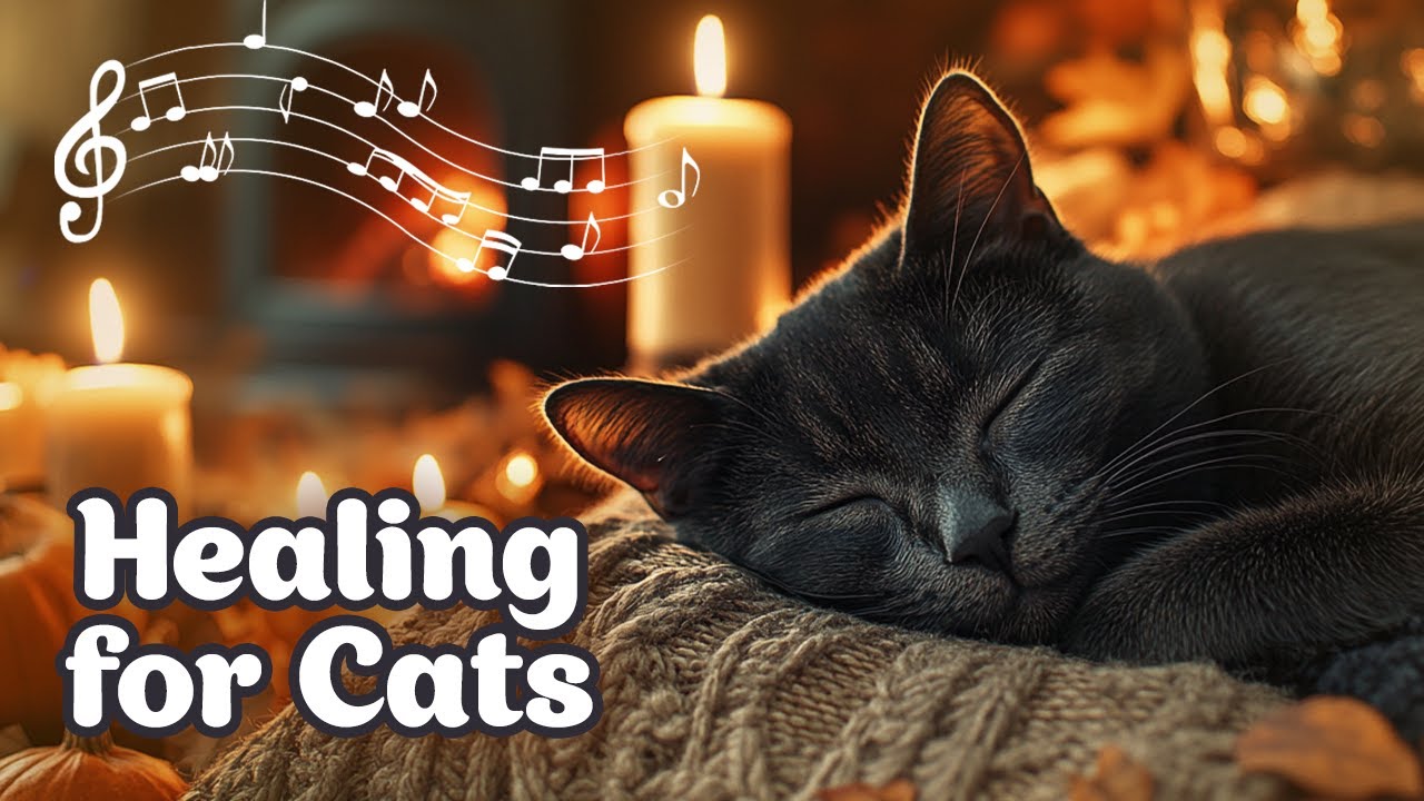 Healing Cat Music ❤ 12 Hours Of Soothing Ambience For Stress Relief, Meditation And Deep Cat Sleep