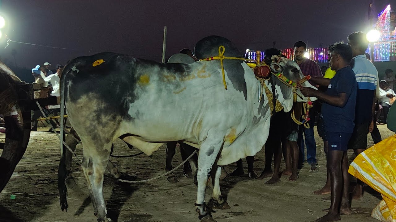 బనిగళ్ళపాడు పూటి సీనియర్స్ విభాగం 20వ జత