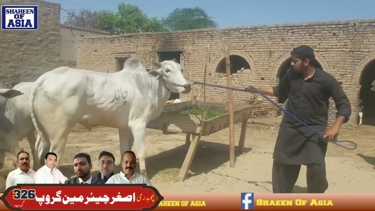 Chand Bail 151GB | Hafiz Umar | Ch Abdul Hameed Gujjar | Chak 151 | District Toba Tech Singh
