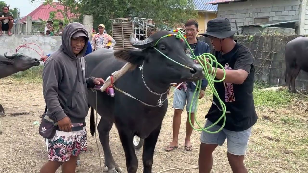 KARERA NG KALABAW PRACTICE NG TEAM FAMILY BALAGTAS 
