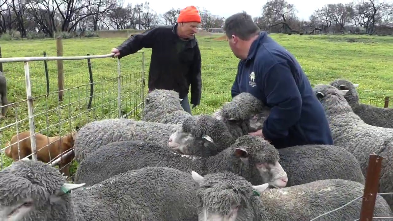 Taljar Polwarth stud, KI