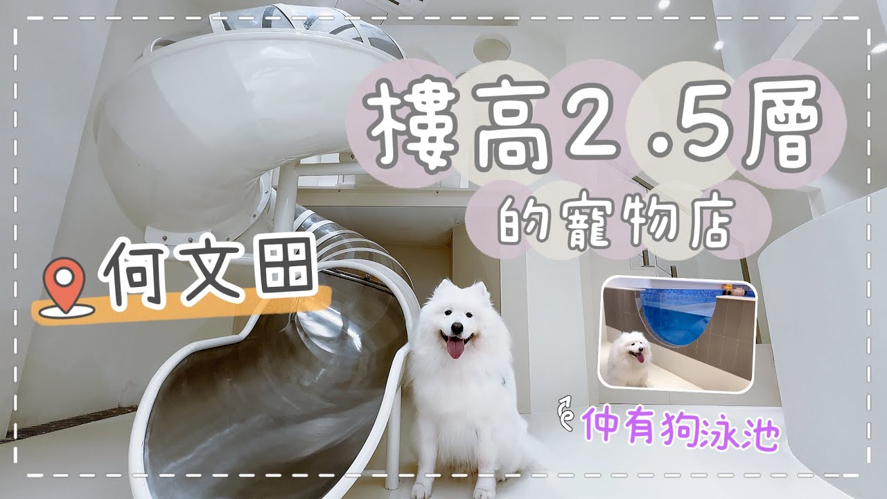 【狗狗好去處】樓高2.5層，位於何文田的大型寵物店開幕了！提供狗泳池、狗酒店、寵物美容等服務｜西摩Tako｜@big_dog_channel