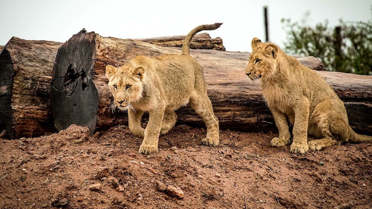 Lion Sound to Sleep