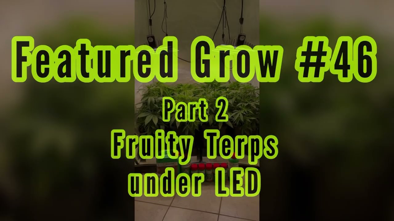 FEATURED GROW #46: FRUITY TERPS under LED: Part 2 - Beginning of flowering - Week 7 to 10