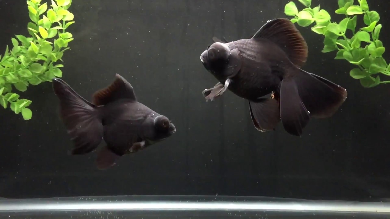 Beautiful Black Butterfly Telescope Goldfish