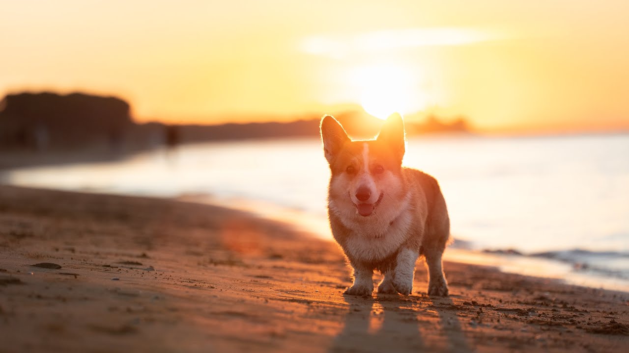 S corgim v Itálii 🇮🇹 dny na pláži v Bibione, minihaul z Krameru #vlog5 