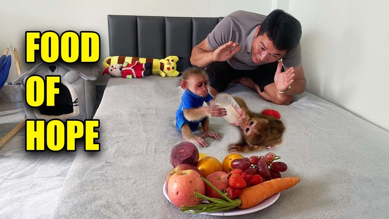 Dad Soothes The Pain Of A Poor Little Monkey ❤️ A Special Meal From HUNG