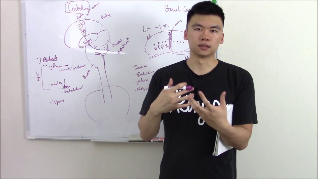 USMLE Neurology 7 Neuroanatomy Cerebellum and Basal Ganglia