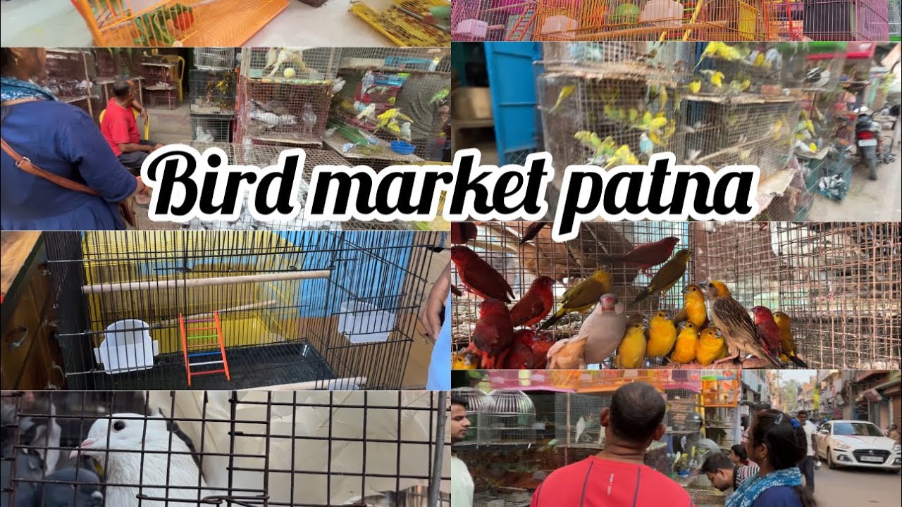 Tripolia market / bird market patna /location📍￼#patnabirdmarket#tripolia#parrot#dogs￼