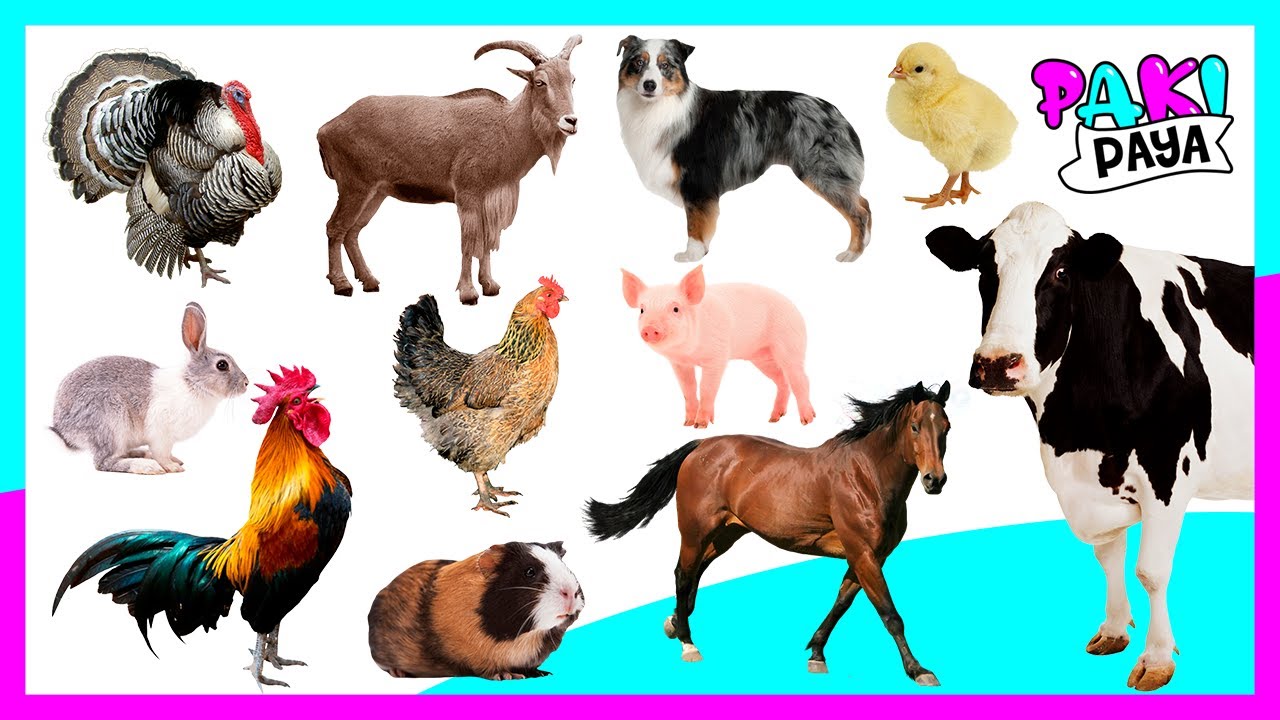 ¡LOS ANIMALES DE LA GRANJA! 🐄 FARM ANIMALS 🐷 / Video educativo