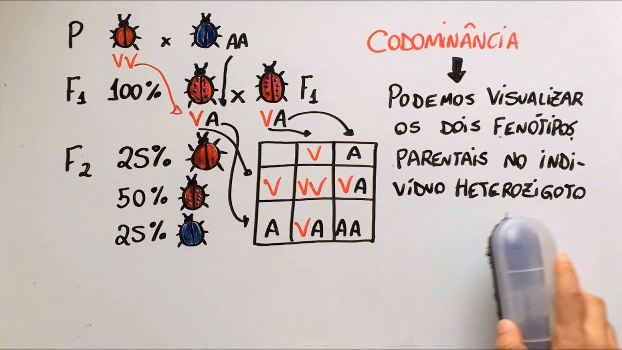 Aus&ecirc;ncia de domin&acirc;ncia - Gen&eacute;tica - Resumo Professor Gustavo