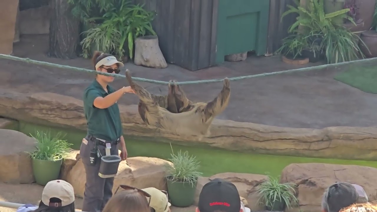 1/25/2025 Animals show at San diego zoo. Ntau yam ntiaj ua koj tsis tau pom.