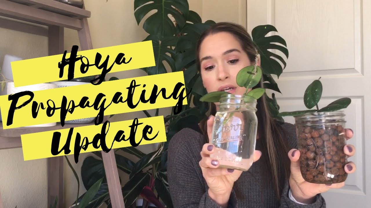Propagating Hoyas Update | Semi-Hydroponics | LECA