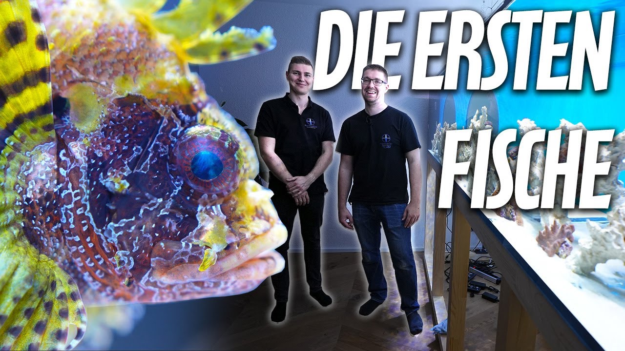 Erste Fische im XXL AQUARIUM von Max + wir brauchen mehr Dampf!! PlanktonPlus Aquaristik