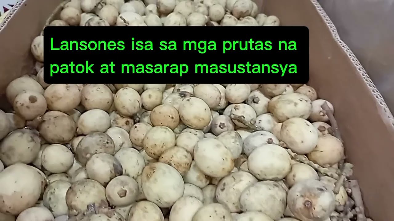 Lansones masarap masustansya 