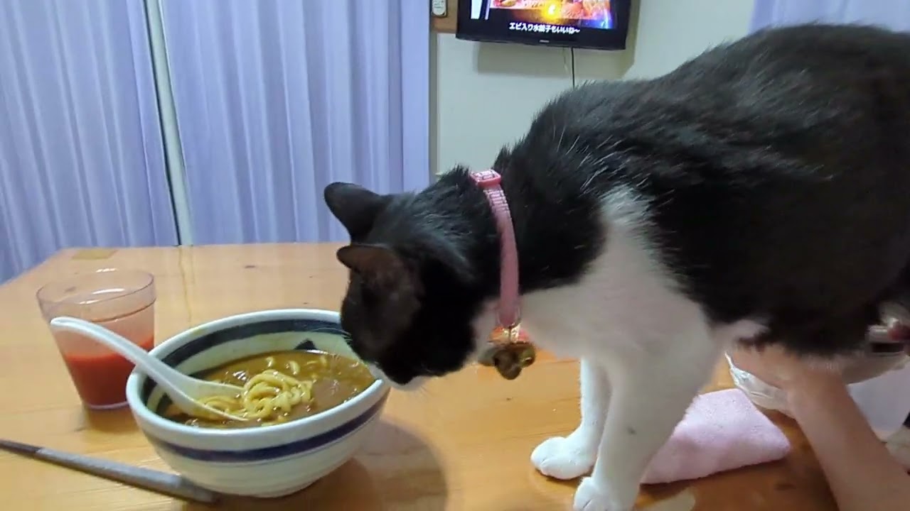 カレーうどんが気になるぽこちん王子