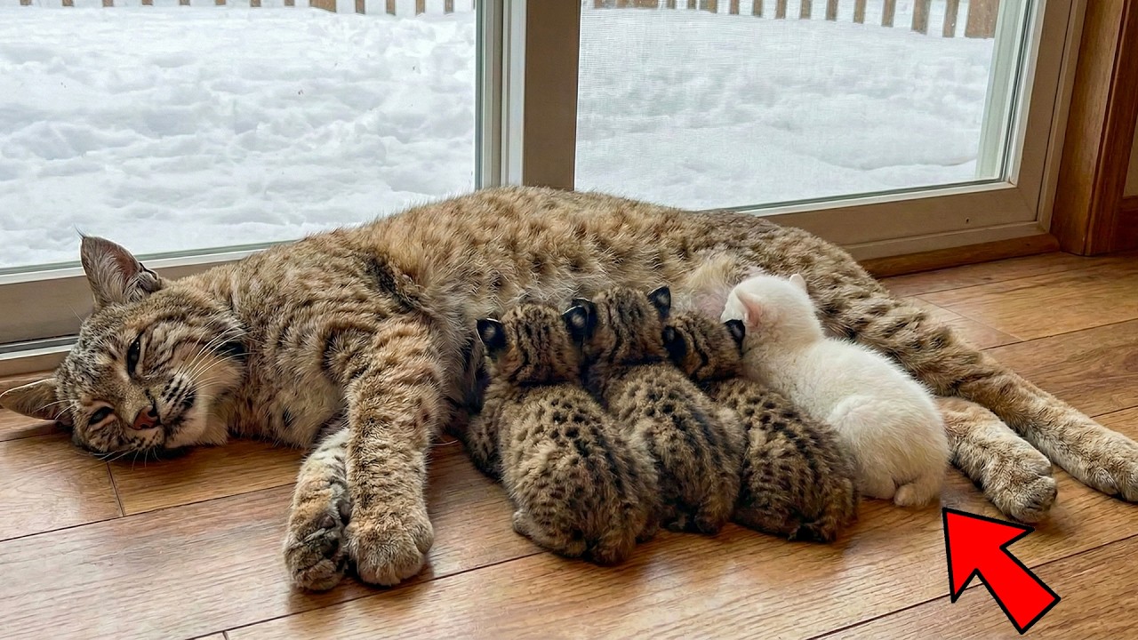 Rescued in a Blizzard — Now This Rare White Bobcat Changed a Man’s Life Forever