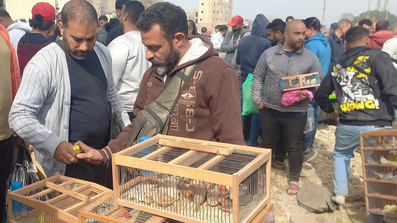 رابع فيديو من سوق الجمعة الناس اشترت عصافير ايه وبكام⁉️وأسعار العصافير بأرقام اصحابها من داخل السوق💚