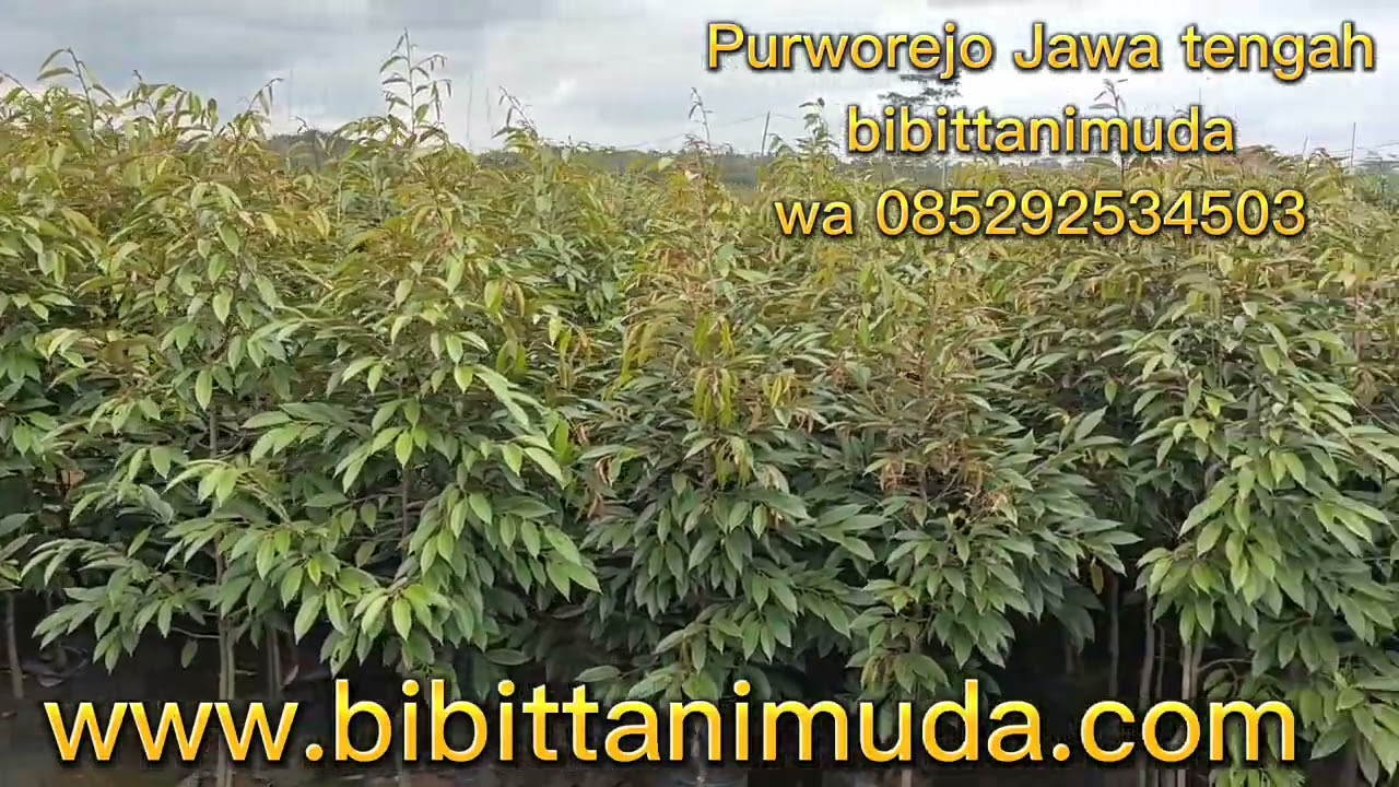 bibit durian bawor, musang king dan oche harga harmonis..
