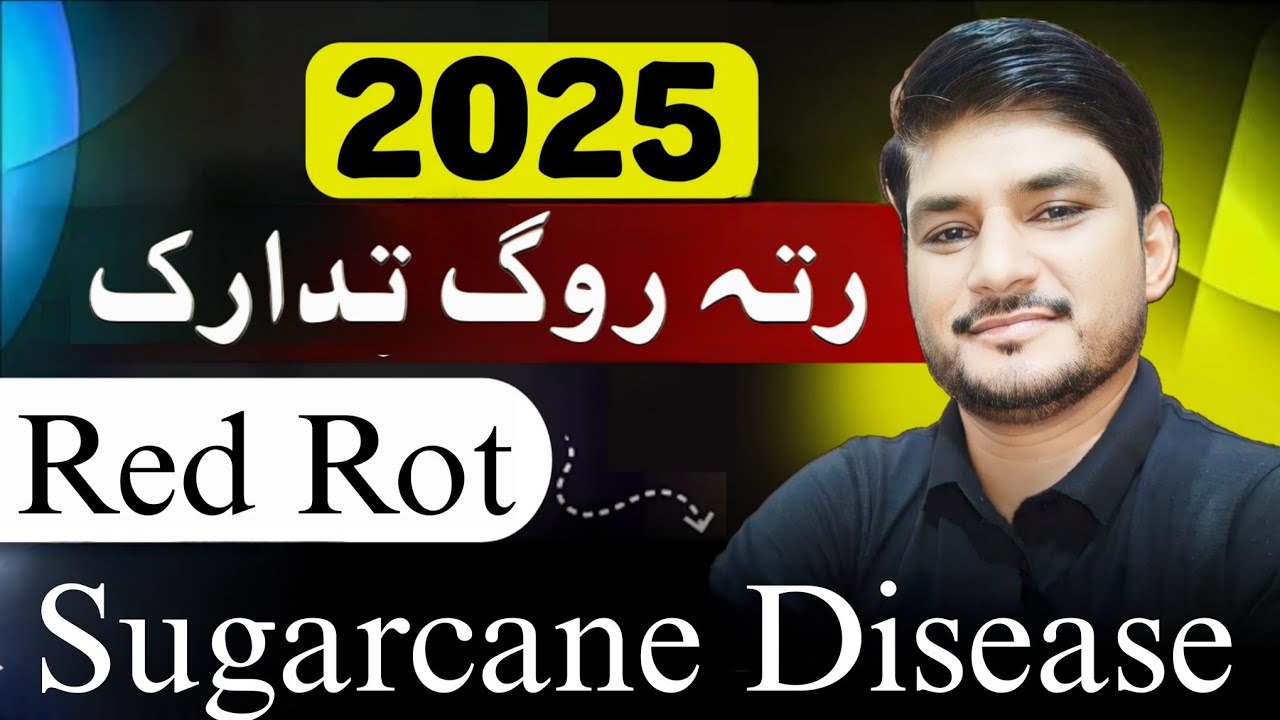 Red Rot in Sugarcane  | AgroConsultantZia.