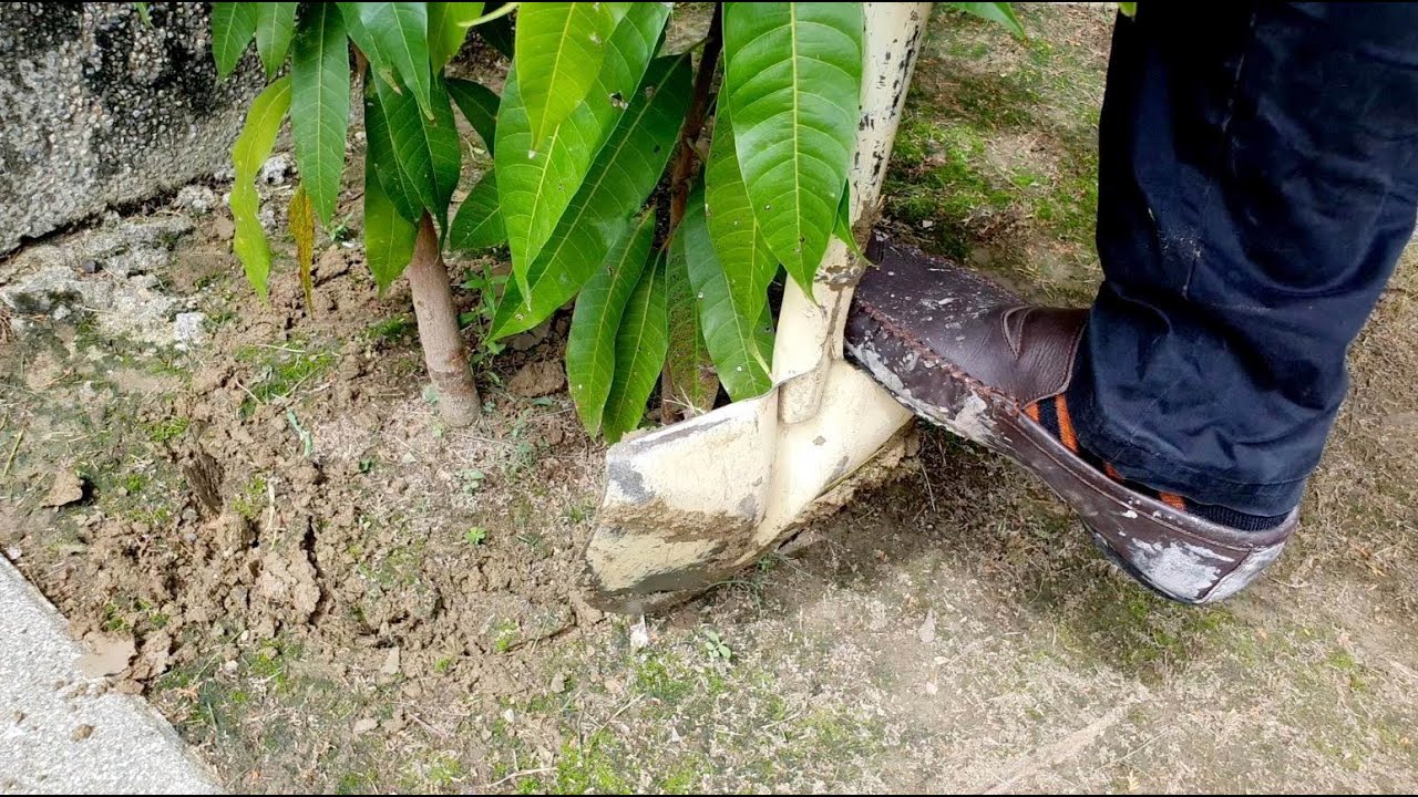 白同學芒果樹移植3【他的根到底有多深】白同學園藝DIY edit