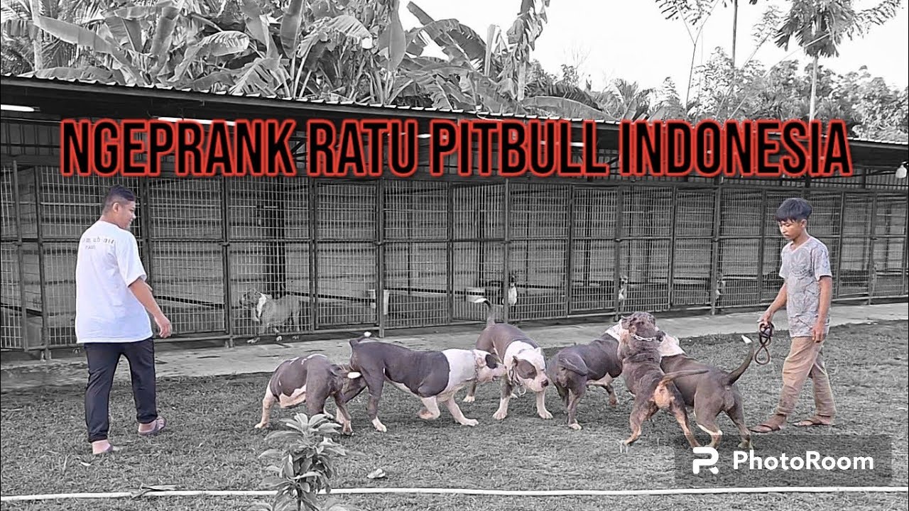 NGEPRANK RATU PITBULL ‼️ ANJING BULLY XXL DILEPASIN SEMUANYA BIKIN IBU RATU PANIK ‼️