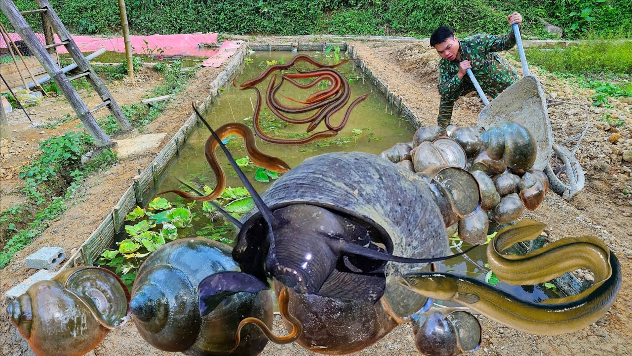 FULL VIDEO: Building a pond to raise black apple snails, aquaculture to develop the economy