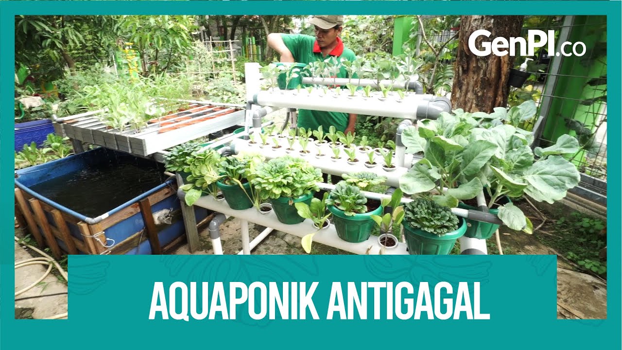 Aquaponik Canggih Banget! Bisa Budi Daya Ikan dan Tanaman Sekaligus