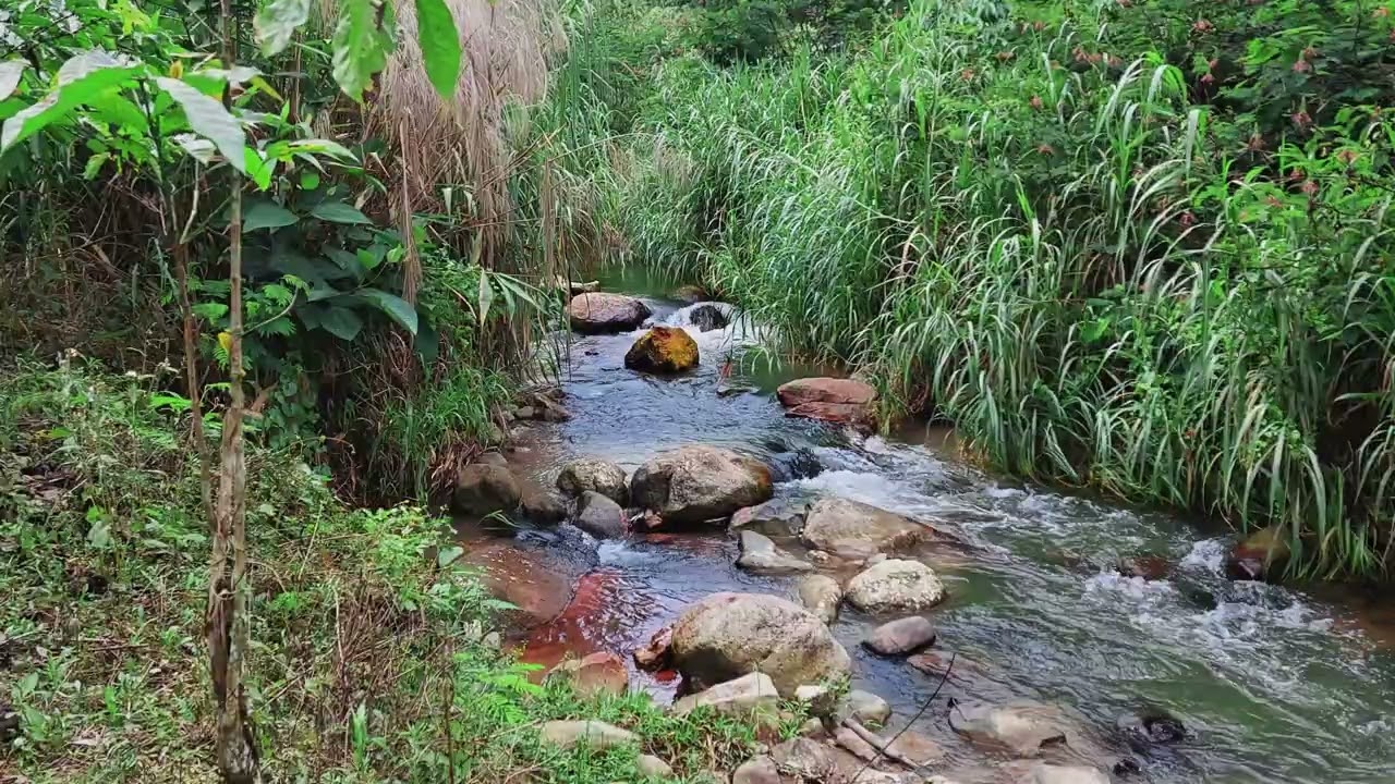 Breathe With The Calm & Beautiful Forest River with Melodious Stream Sounds For Relaxed Focus