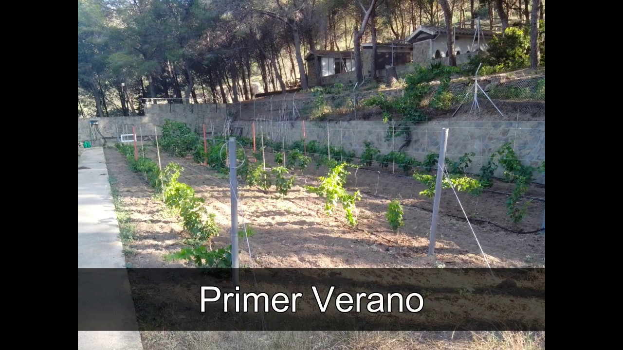 Hacer Tu Propio Vi&ntilde;edo ( Vino Casero )